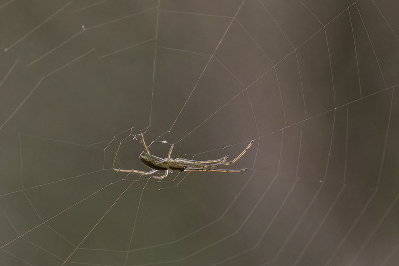 Tetragnata sp.?